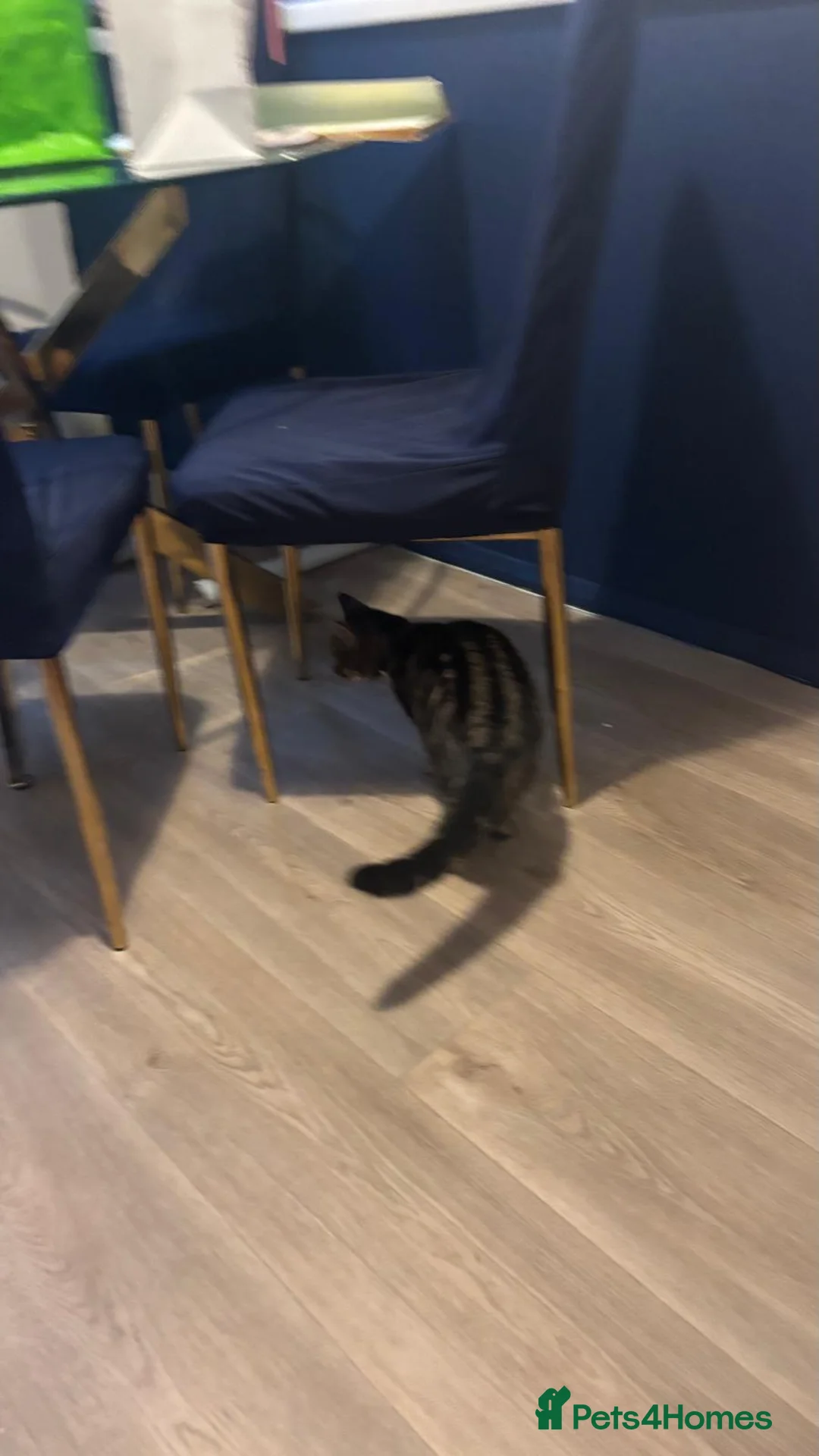 British Shorthair cats for sale: Female cat 6 months old in Torquay - Advert 2