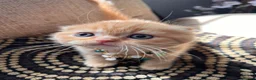 British Shorthair cats for sale: 😻CREAM & RED COLOUR KITTENS 😻 - Advert 22