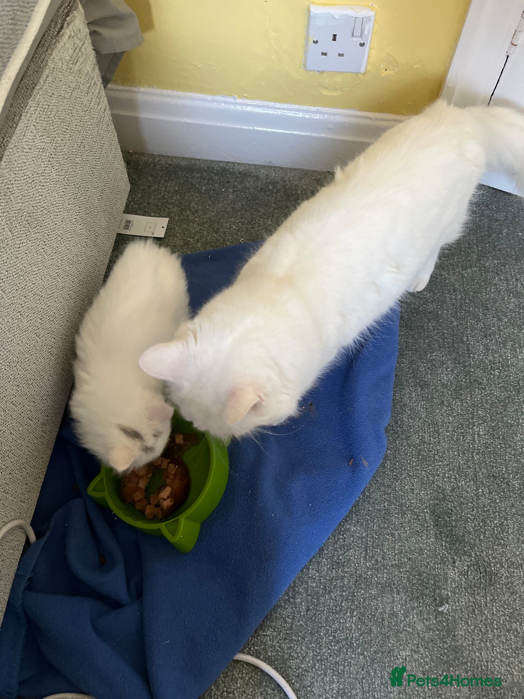 Mixed Breed cats for sale: Super cute fluffy snowball kitten  - Advert 7