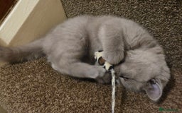 British Shorthair cats for sale: British shorthair  - Image 7