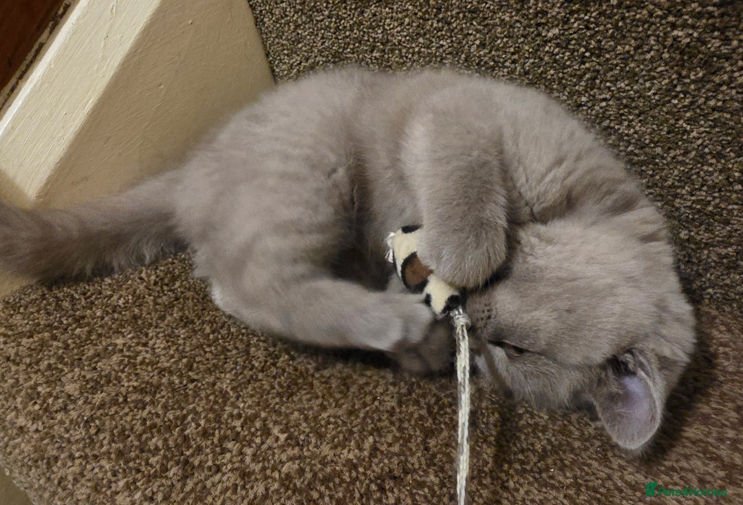 British Shorthair cats for sale: British shorthair  - Image 7