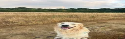 Golden Retriever dogs for stud: 2-year old Golden Retriever for Stud  in Halstead - Advert 2
