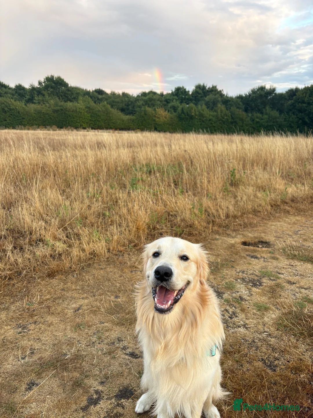 Golden Retriever dogs for stud: 2-year old Golden Retriever for Stud  in Halstead - Advert 2