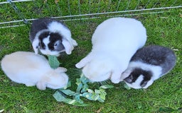 Mini Lop rabbits for sale: Gorgeous purebred baby mini lops - Image 2