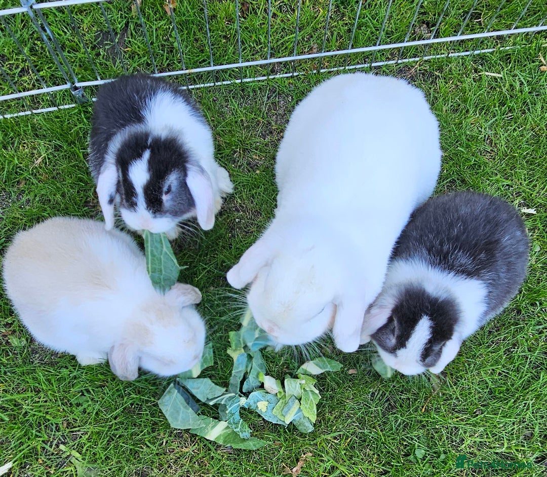 Mini Lop rabbits for sale: Gorgeous purebred baby mini lops - Image 2