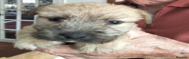 Glen of Imaal Terrier 3