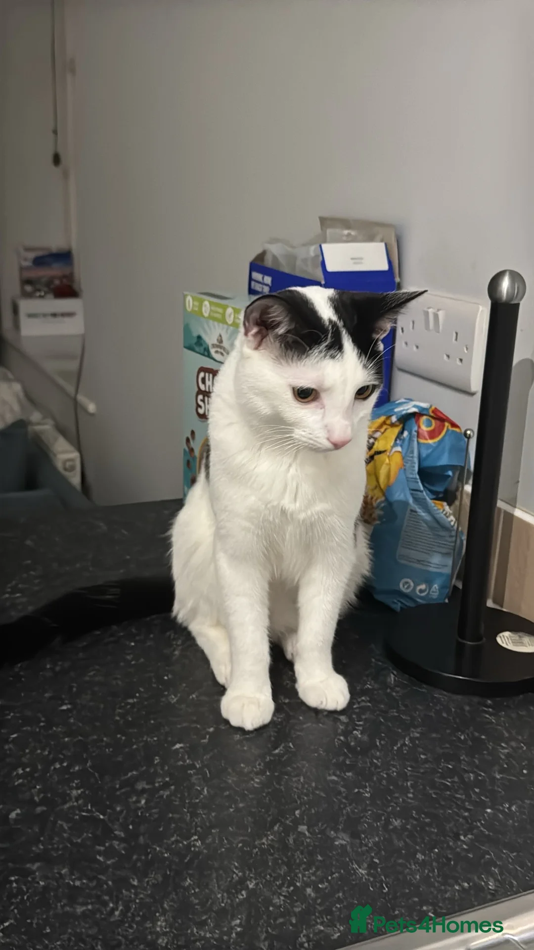Domestic Shorthair cats for sale: Atlas in Wrexham - Advert 2