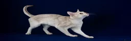 Abyssinian cats for stud: 🏆🏵️🏵️🏵️🥇Exceptional Abyssinian Stud - Advert 4