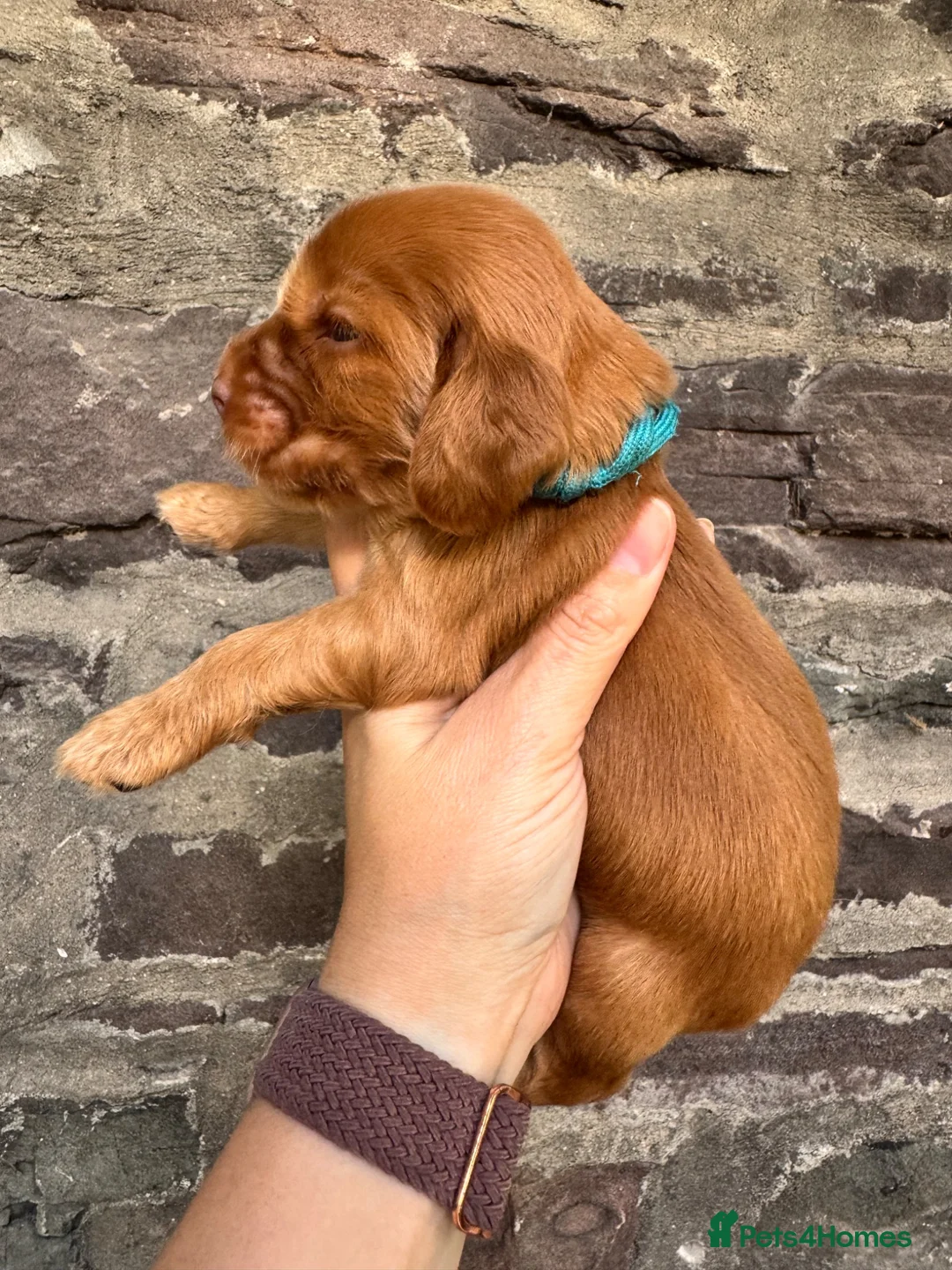 Cocker Spaniel dogs for sale: KC Show-type Chocolate & Choc Sable puppies - Advert 32