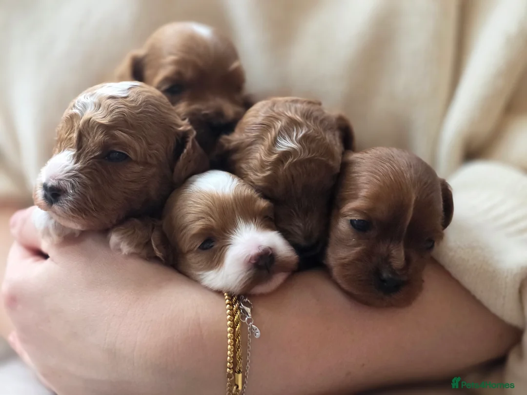 Cavapoo dogs for sale: Small F2 Cavapoo Puppies – Family Raised - Advert 9