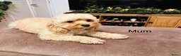 Cavapoo dogs for sale: Toy F2 Cavapoo’s ❤️🐾 - Advert 36