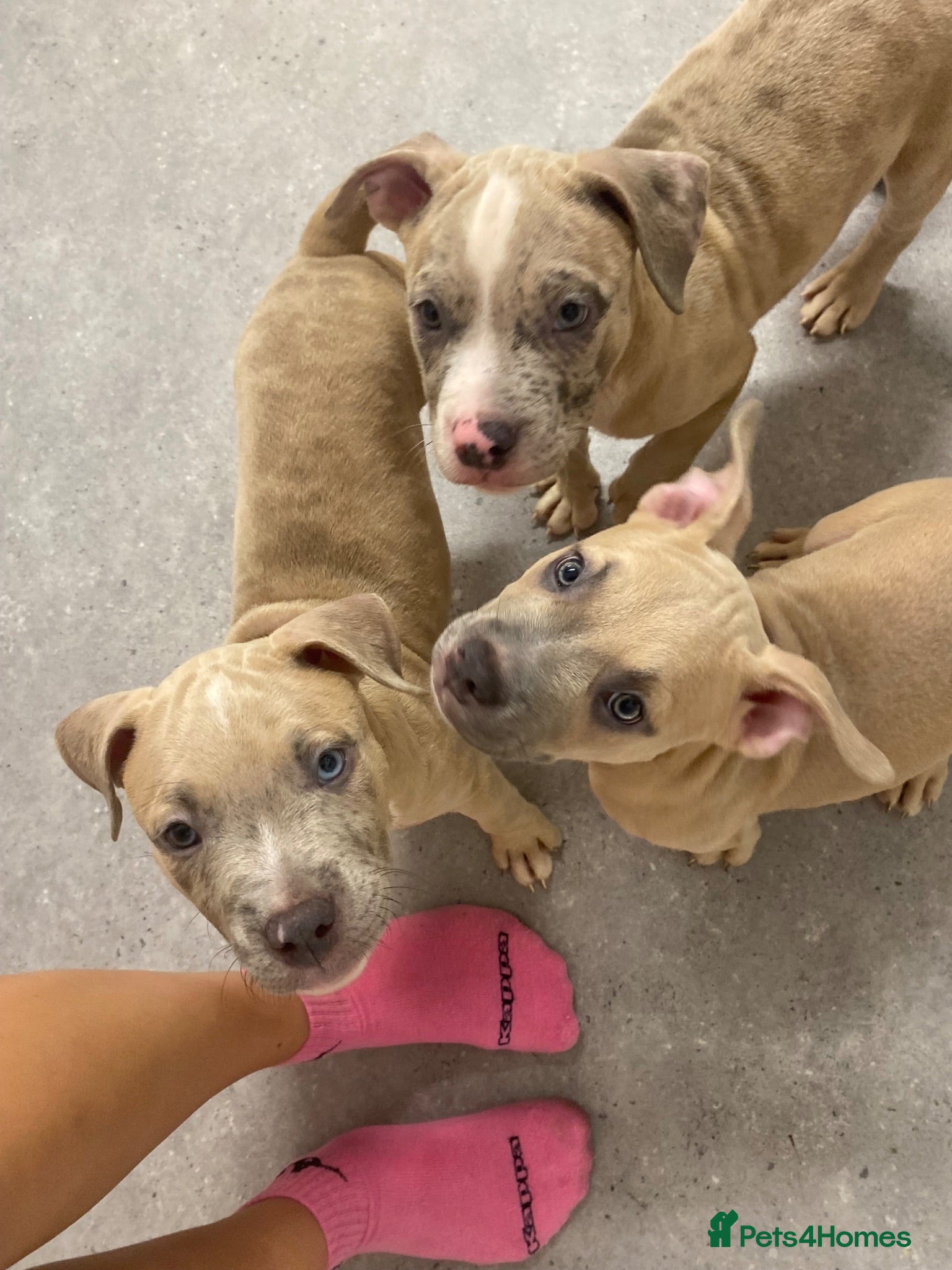 American Bully dogs 3 pups left ready to leave now - Advert 4