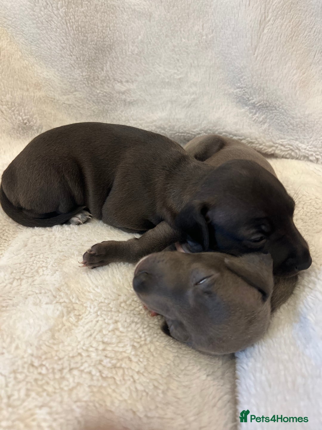 Italian Greyhound dogs for sale: Cutest ** KC Italian Greyhound’s  - Image 10
