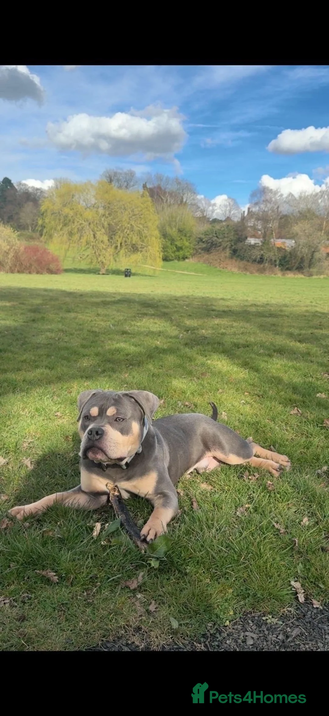 English Bulldog dogs for sale: Pocket bully  - Advert 1