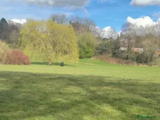 English Bulldog dogs Pocket bully - Advert 4