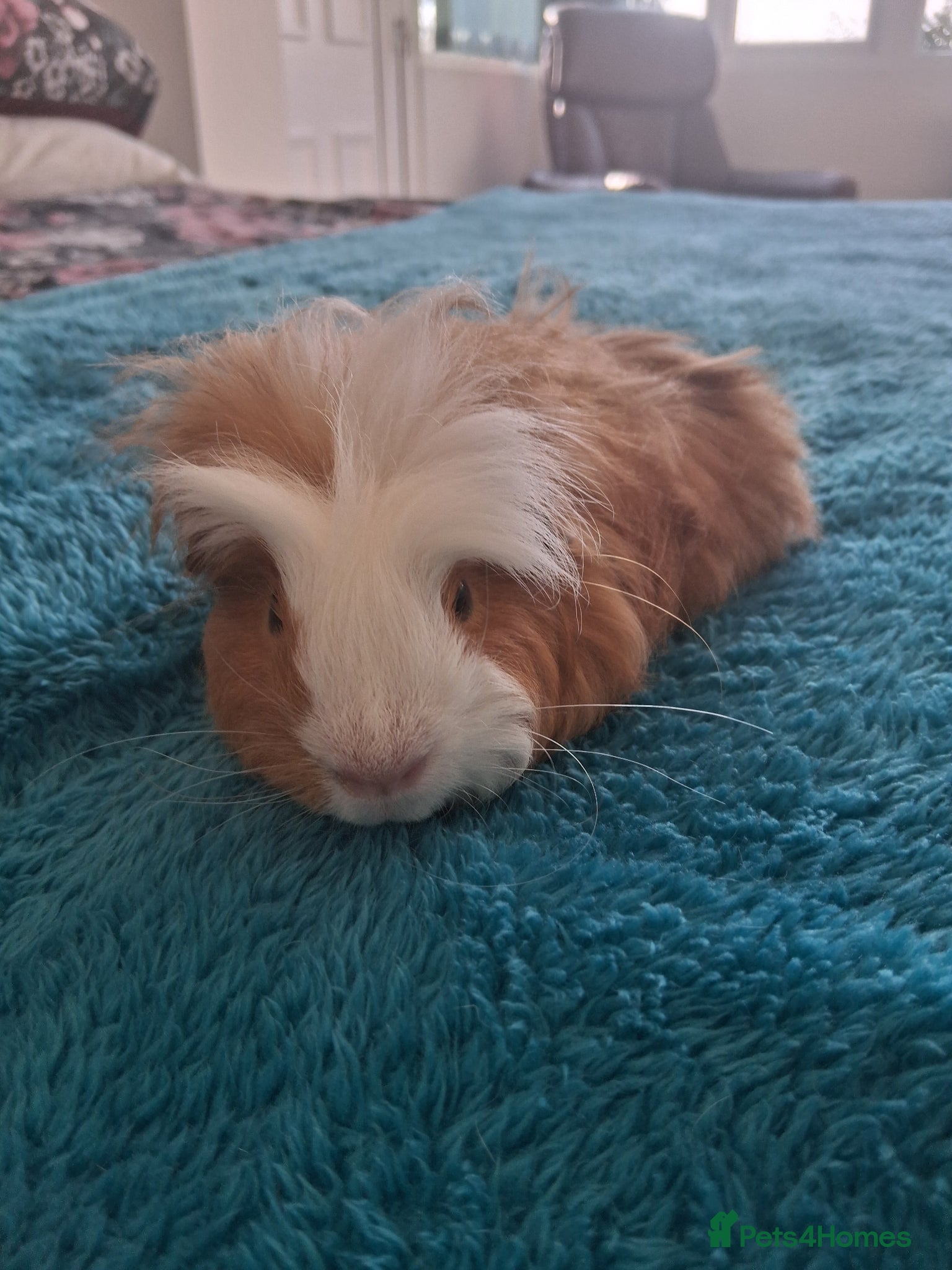 Guinea Pig rodents Guinea pig boar - Advert 6