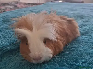 Guinea Pig rodents Guinea pig boar - Advert 6