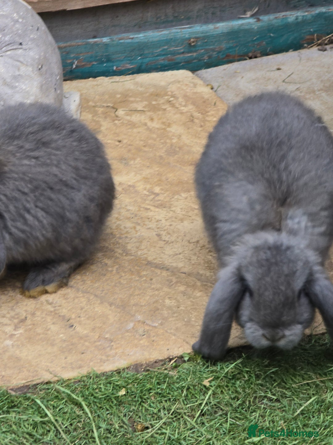 Continental Giant rabbits for sale: Giant french lops  - Image 8