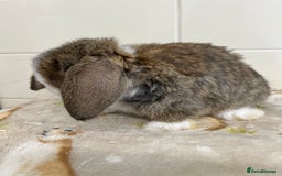 Mini Lop rabbits for sale: BEAUTIFUL MINI LOP BABIES READY NOW  - Image 7