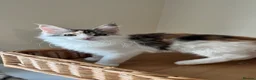 Maine Coon cats for sale: GCCF pedigree female Maine Coon kittens  - Advert 5