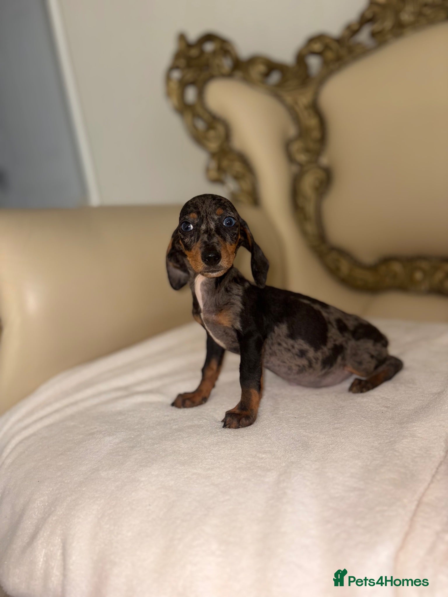 Dachshund dogs Miniature dachshund - Advert 1