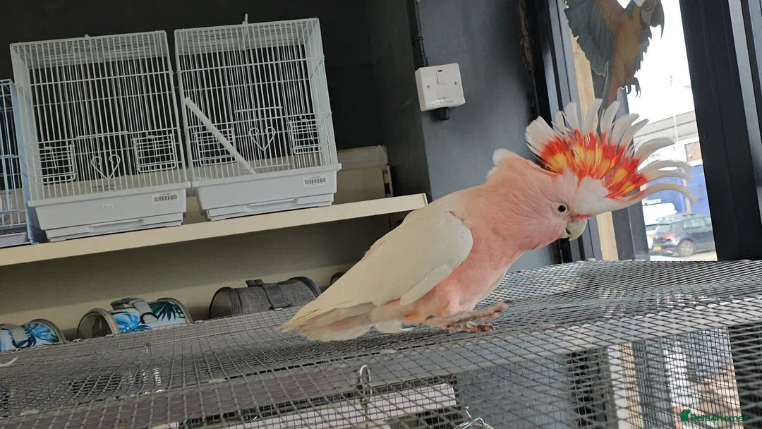 Cockatoo birds for sale: major mitchell cockatoo - Advert 4