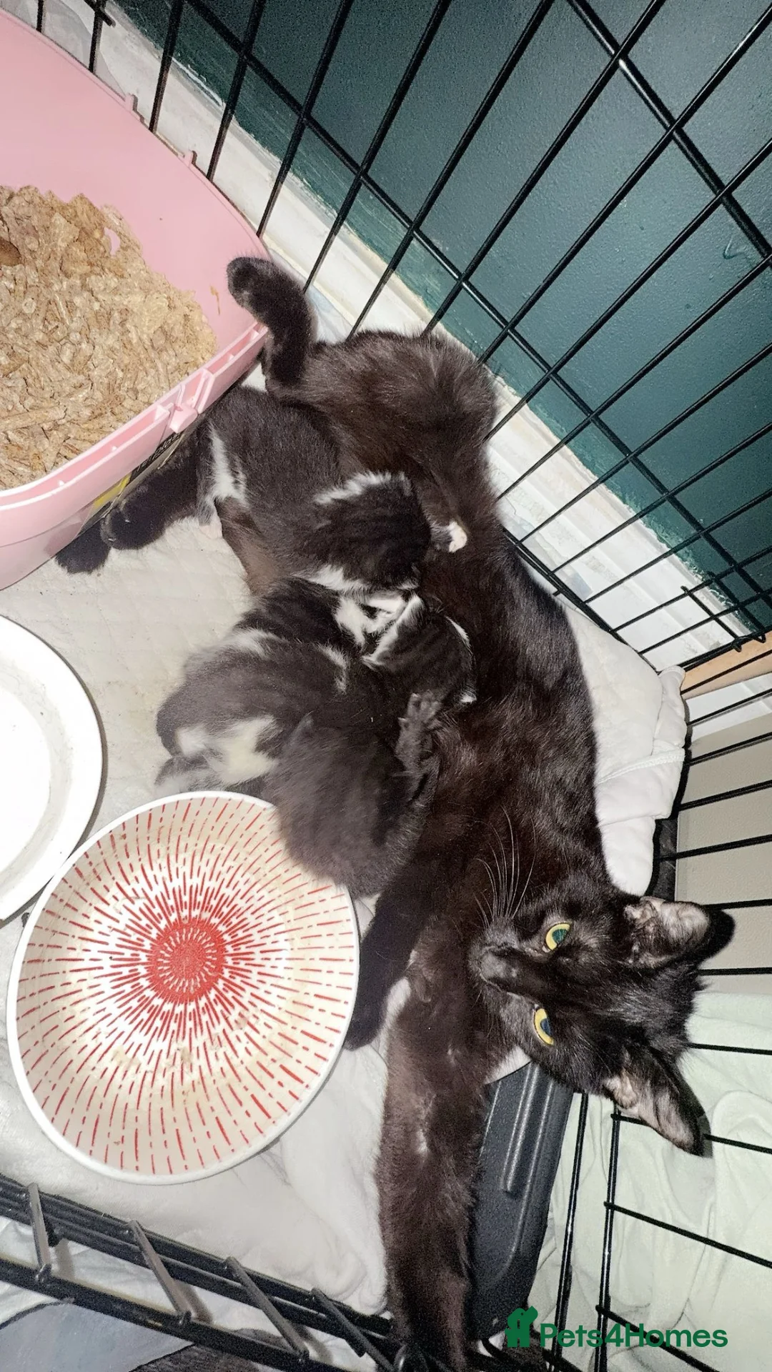 Bombay cats for sale: Bombay mix kittens 200 ONO in Rowley Regis - Advert 11