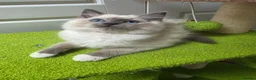 Ragdoll cats for sale: GCCF registered stunning girls available!  - Advert 12