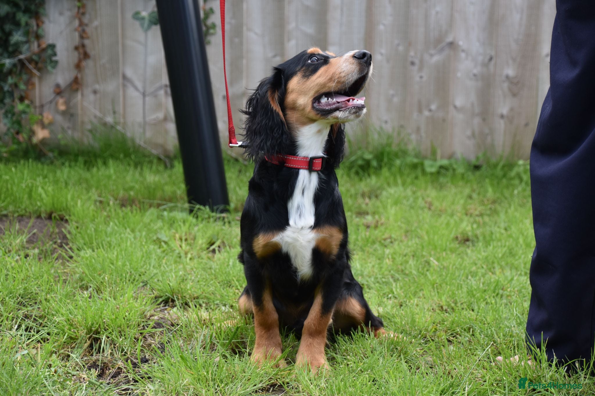 Cocker Spaniel dogs 6 Months Old Male Working Cocker KC Reg - Advert 1