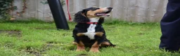 Cocker Spaniel dogs for sale: 5 Months Old Male Working Cocker KC Reg - Advert 21