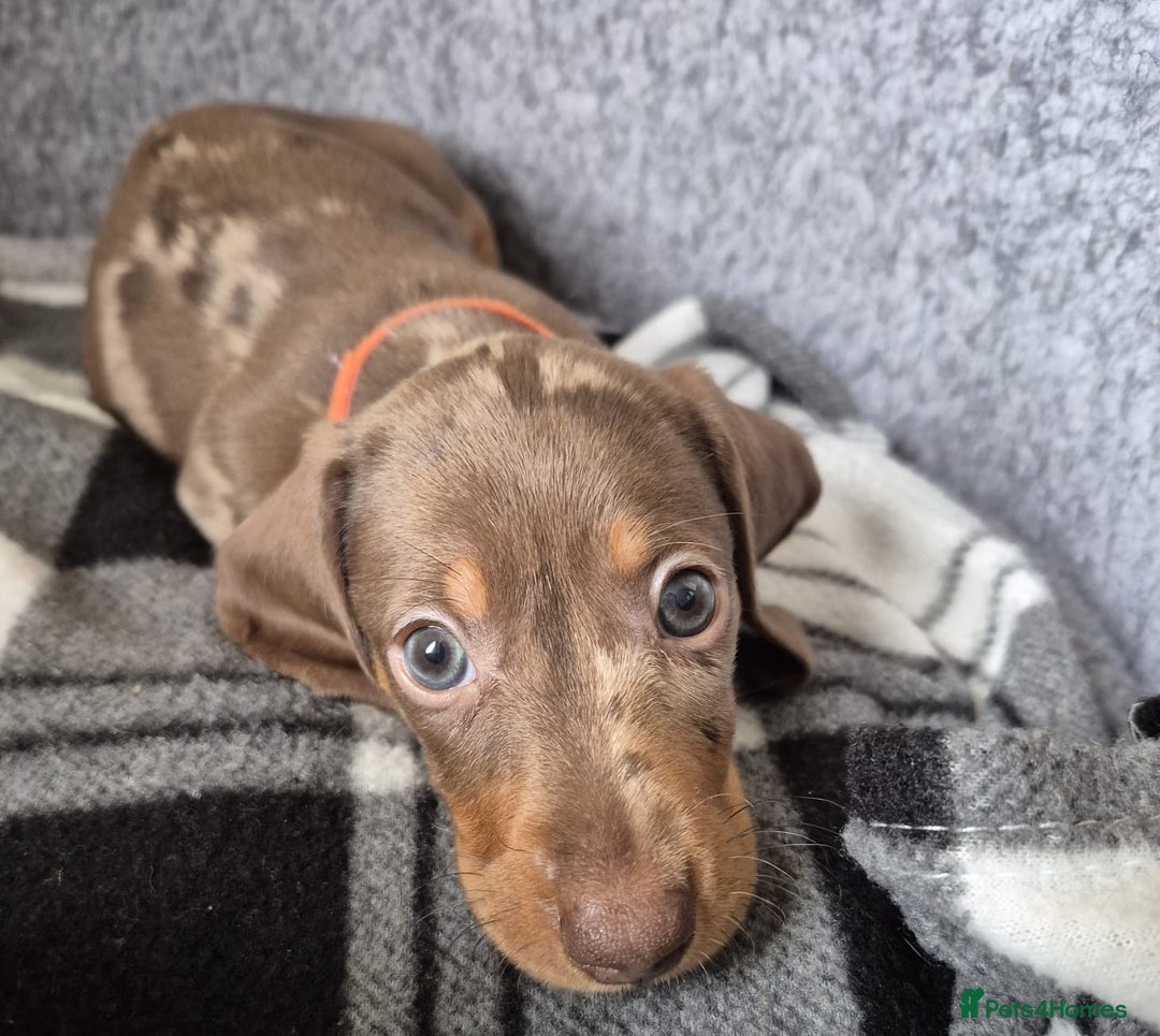 Miniature Dachshund dogs for sale: Miniature Dachshund Pups Looking for Loving Homes - Image 6