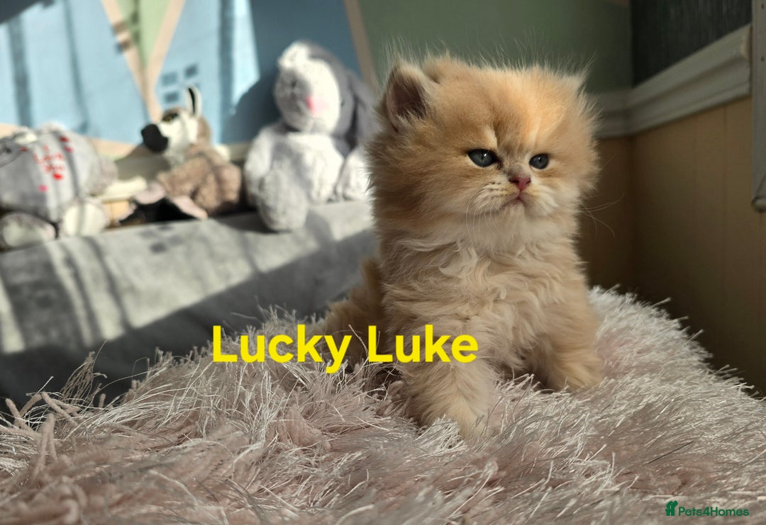 British Shorthair cats for sale: Pedigree golden British shorthair and longhair  - Advert 11