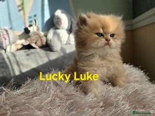 British Shorthair cats Pedigree golden British shorthair and longhair - Advert 5