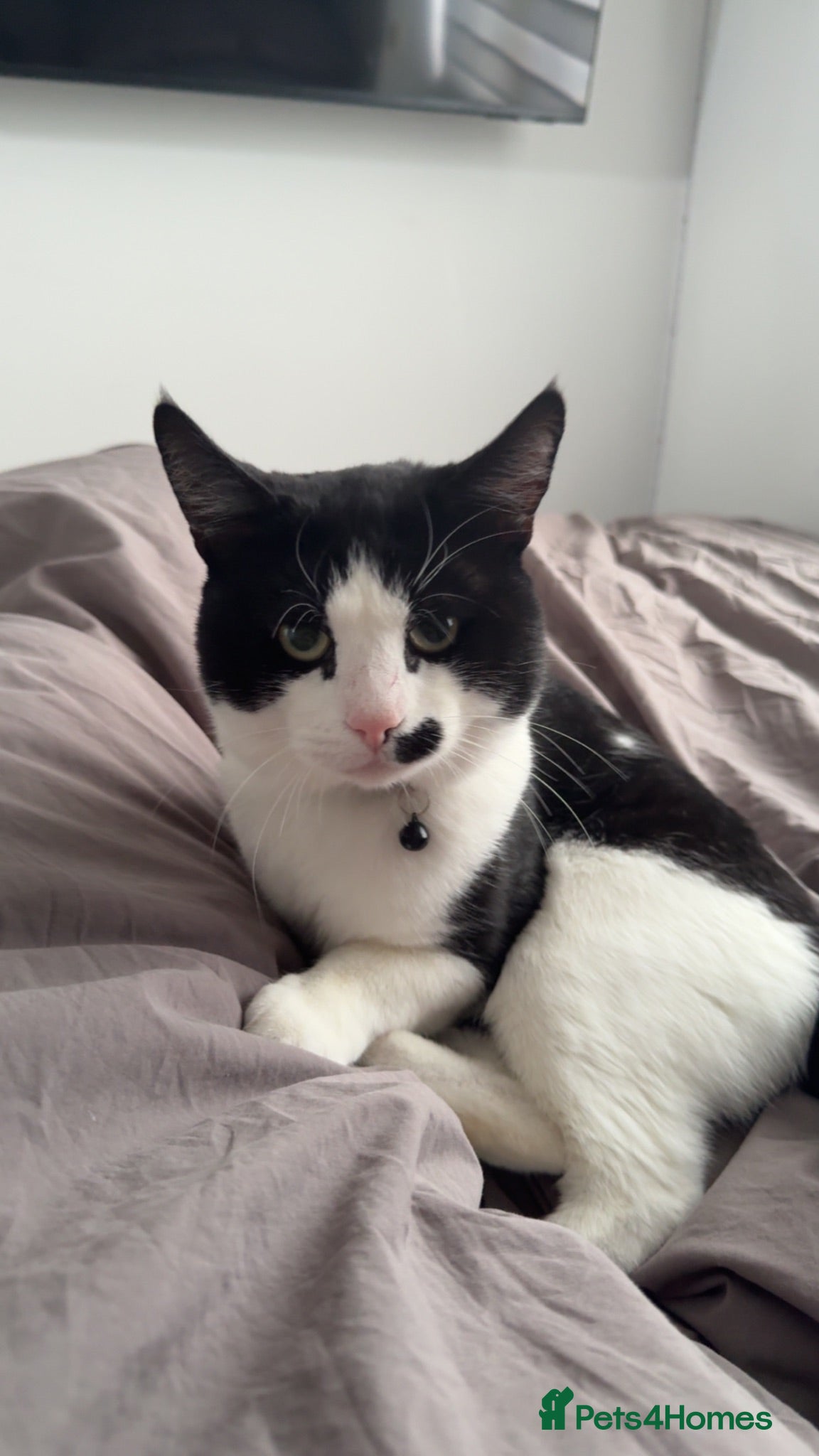 Mixed Breed cats Male cat for adoption  - Advert 3