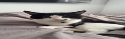 Mixed Breed cats for sale: Male cat for adoption  in Clacton-on-Sea - Advert 1