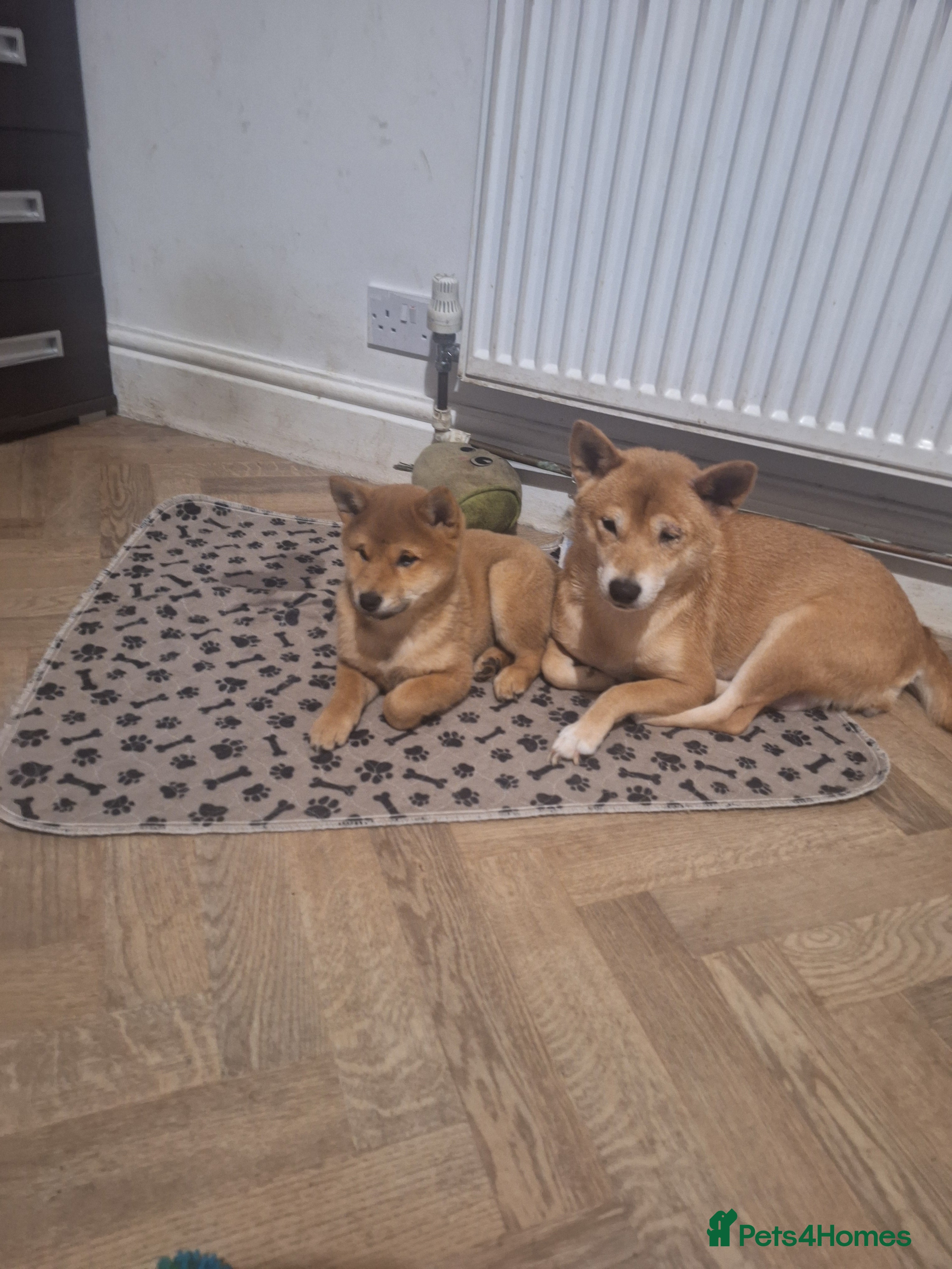 Japanese Shiba Inu dogs Puppy Shiba inu female - Advert 1