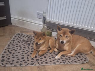 Japanese Shiba Inu dogs Puppy Shiba inu female - Advert 1