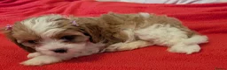 Cavapoo dogs for sale: F1B Cavapoo Puppies Health Tested KC Parents - Advert 15