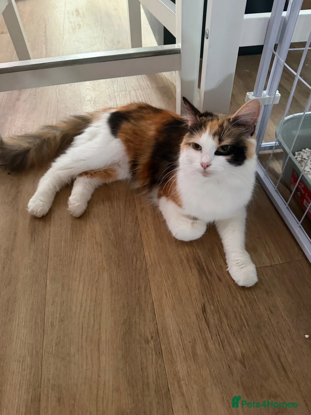 Mixed Breed cats for sale: Beautiful girl left  - Advert 1