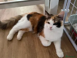 Mixed Breed cats Beautiful girl left - Advert 5