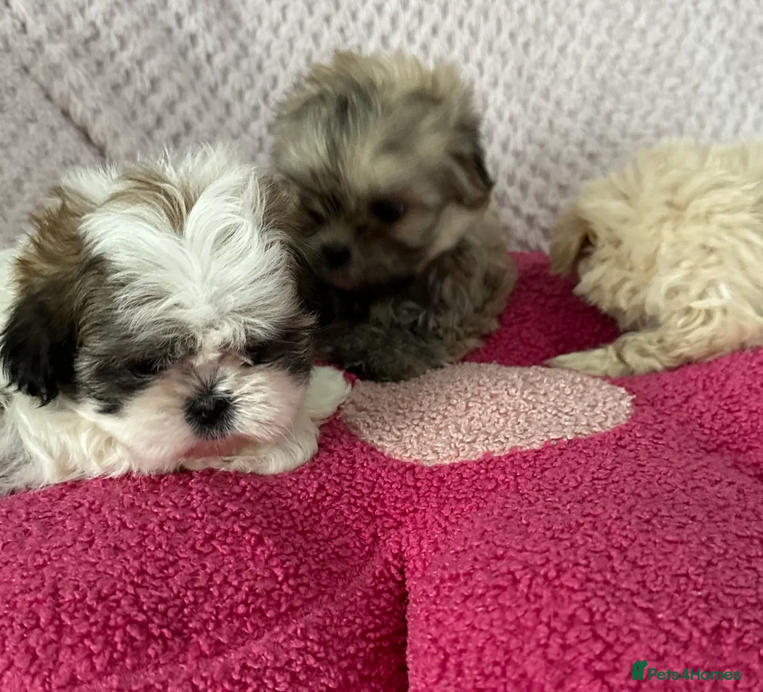 Shih Tzu dogs for sale: Imperial shihtzu puppies  - Advert 1