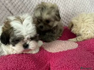 Shih Tzu dogs Imperial shihtzu puppies - Advert 2