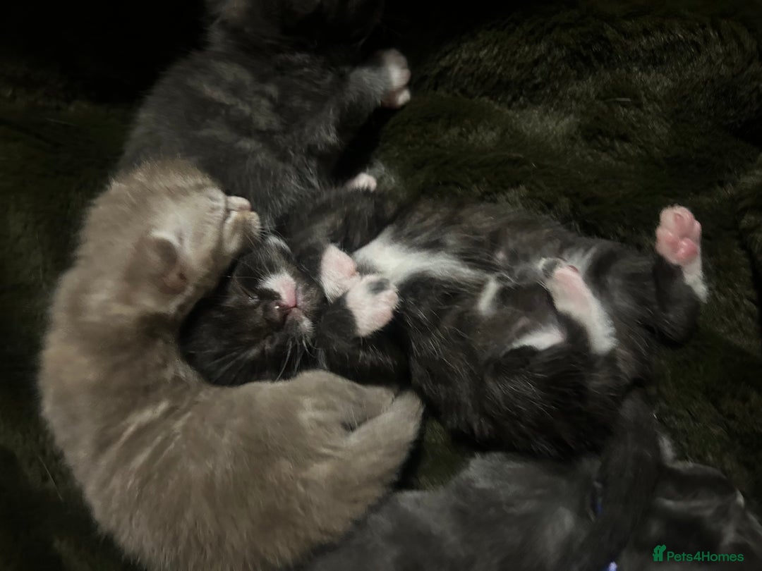 Norwegian Forest Cat cats for sale: BLACK&SILVER NORWEGIAN BOY LEFT  - Advert 14