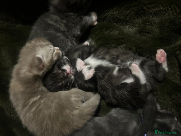 Norwegian Forest Cat cats BLACK&SILVER NORWEGIAN BOY LEFT - Advert 3