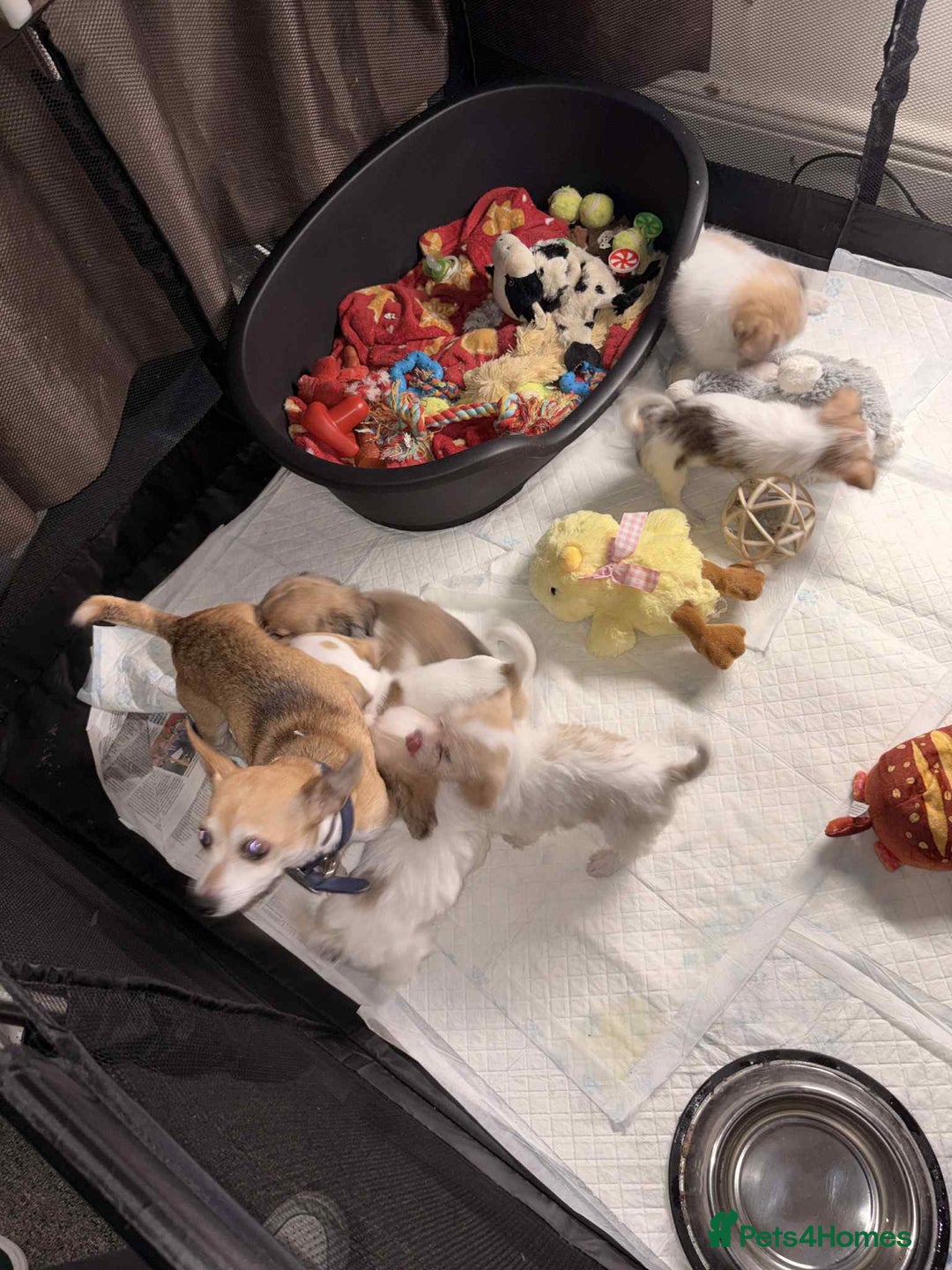 Mixed Breed dogs for sale: stunning little chishi  - Image 7