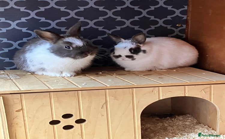 Netherland Dwarf rabbits - Advert 4