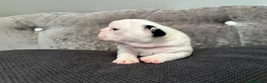 French Bulldog Puppy 2