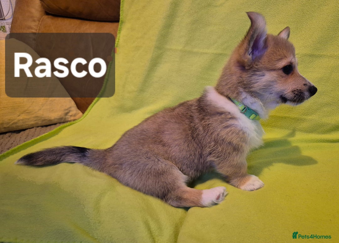 Welsh Corgi Pembroke dogs for sale: 8  Wales Pembroke Corgi puppy's - Advert 19