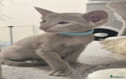 Oriental cats for sale: Oriental and Siamese Gccf registered kittens. - Image 24