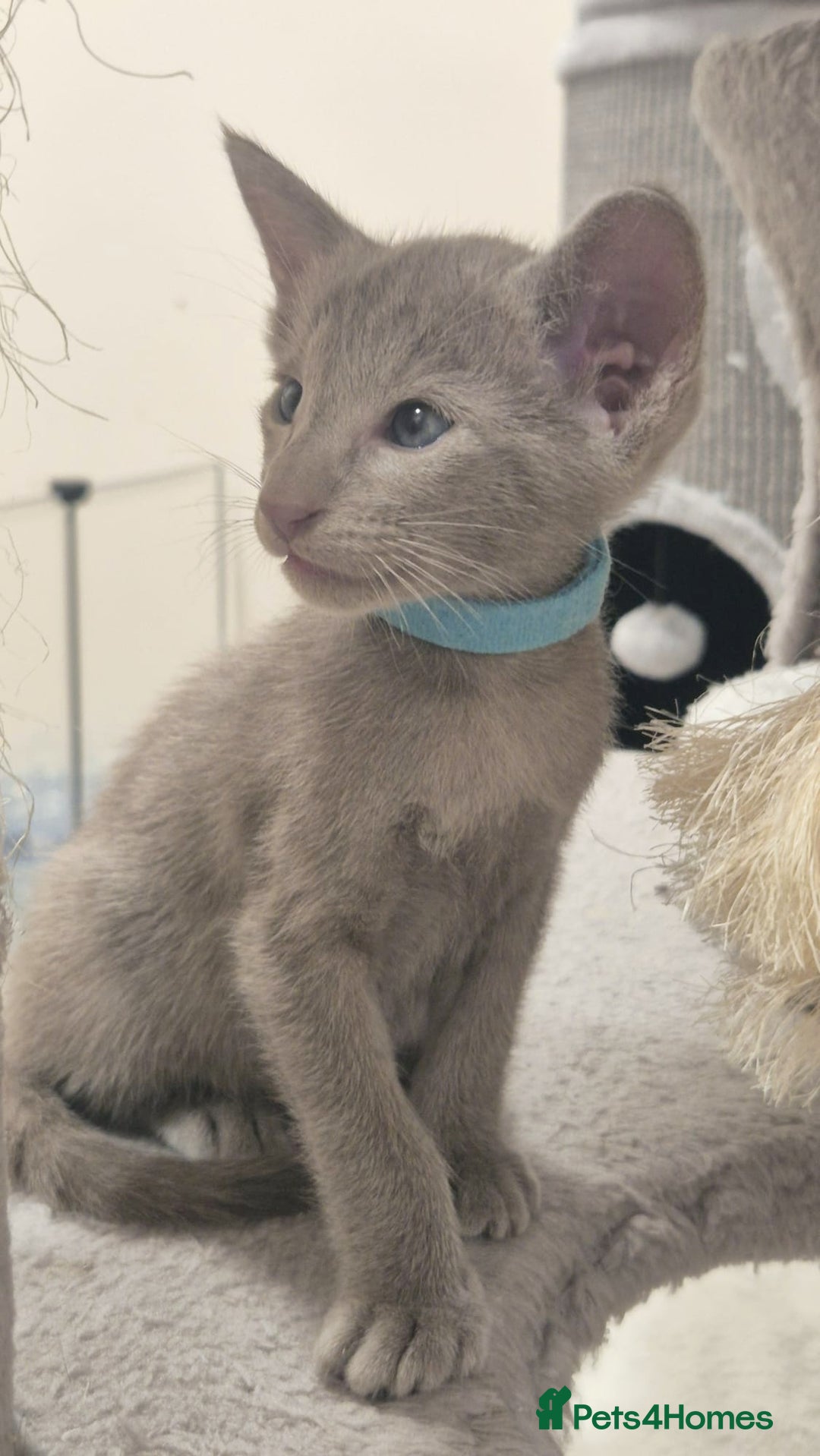 Oriental cats for sale: Oriental and Siamese Gccf registered kittens. - Image 24